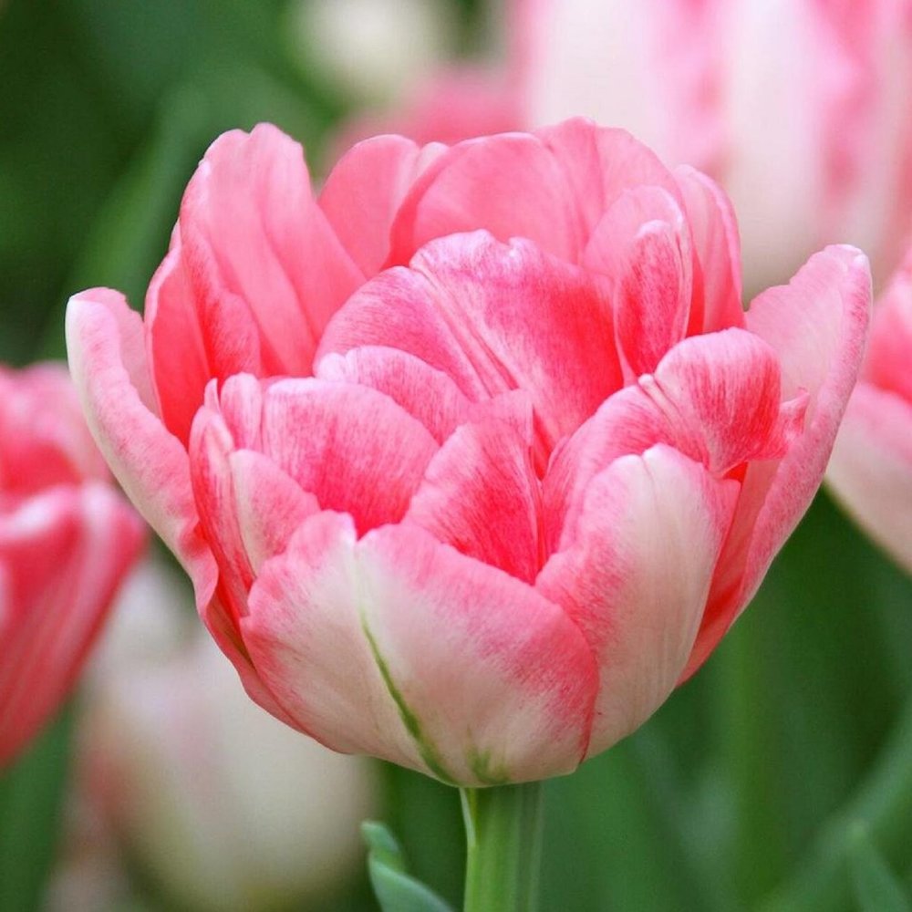 Think Pink and Enjoy a Lovely Flower